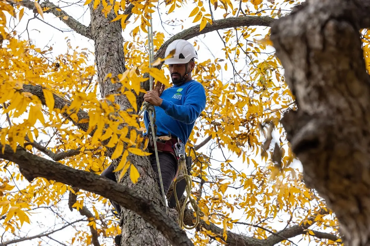 Skilled Tree Trimming crew working in Millington