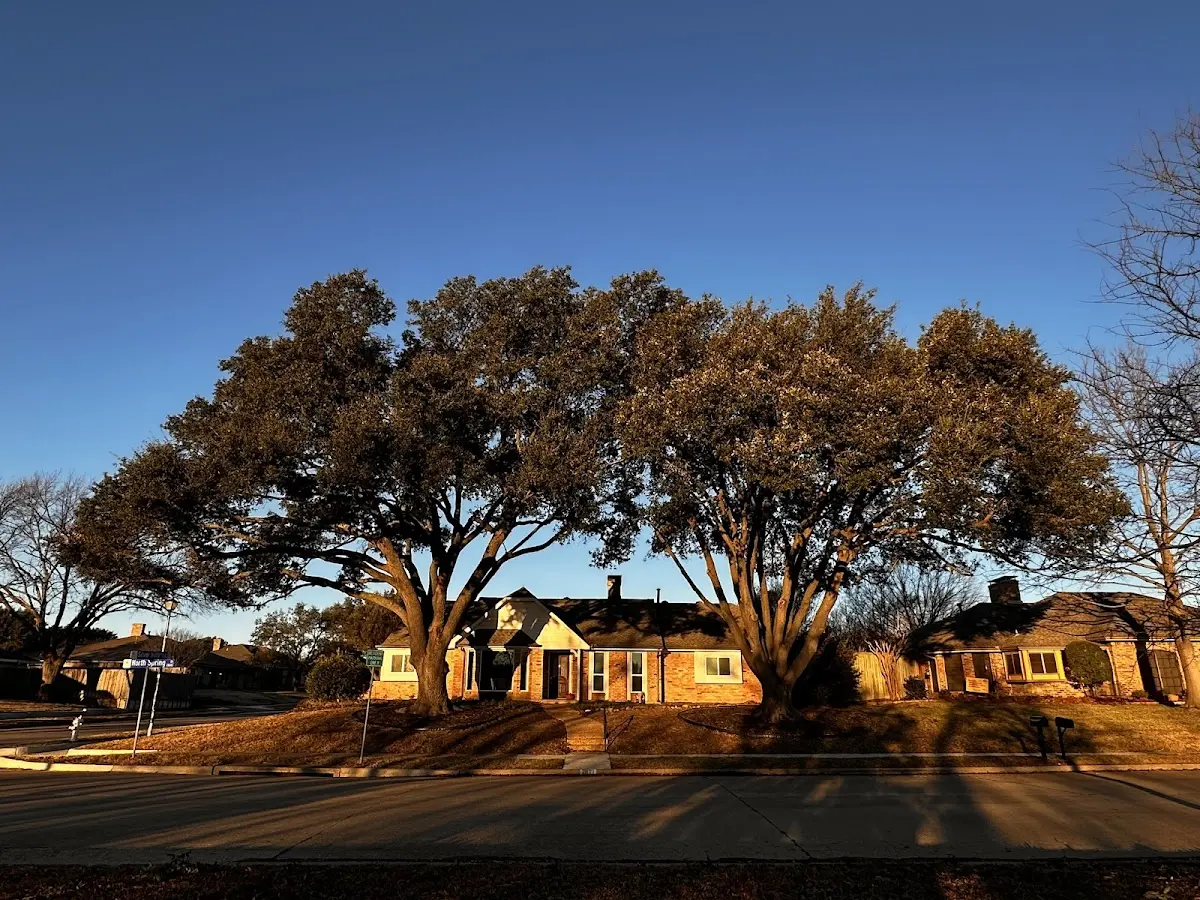 Established residential canopy tree shading a home in Millington
